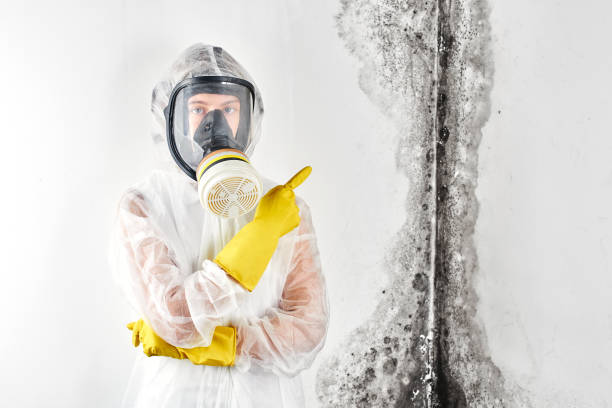 Best Water Damage & Mold Remediation  in Caryville, TN